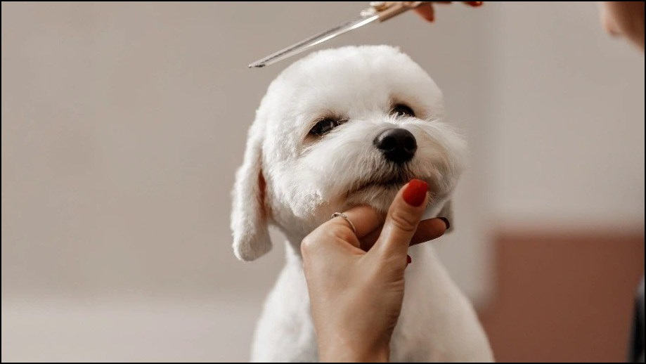 Pet grooming picture by Metlife
